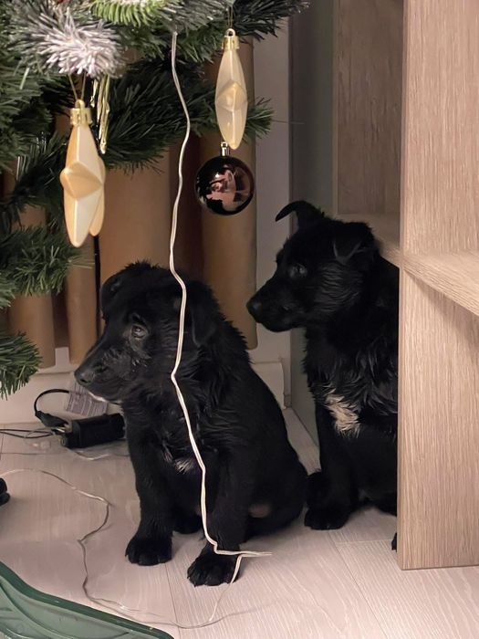 Metis negru 3 luni - adoptie