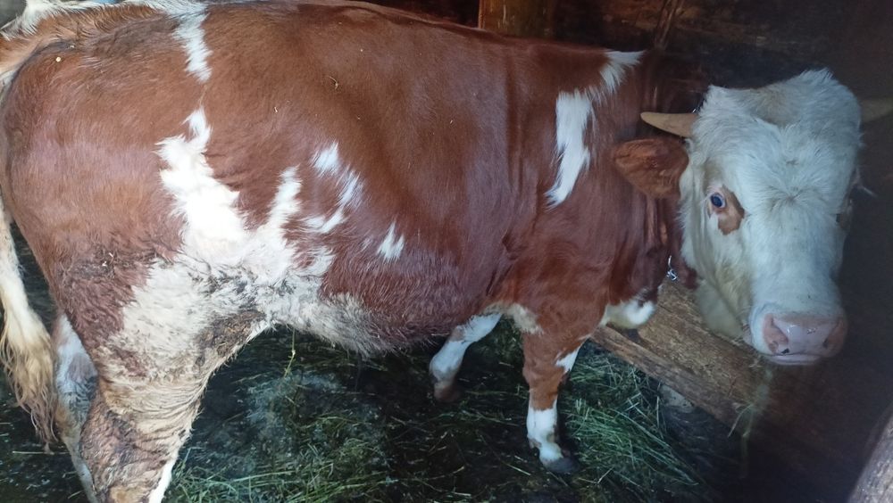Vând vițel de 7 luni