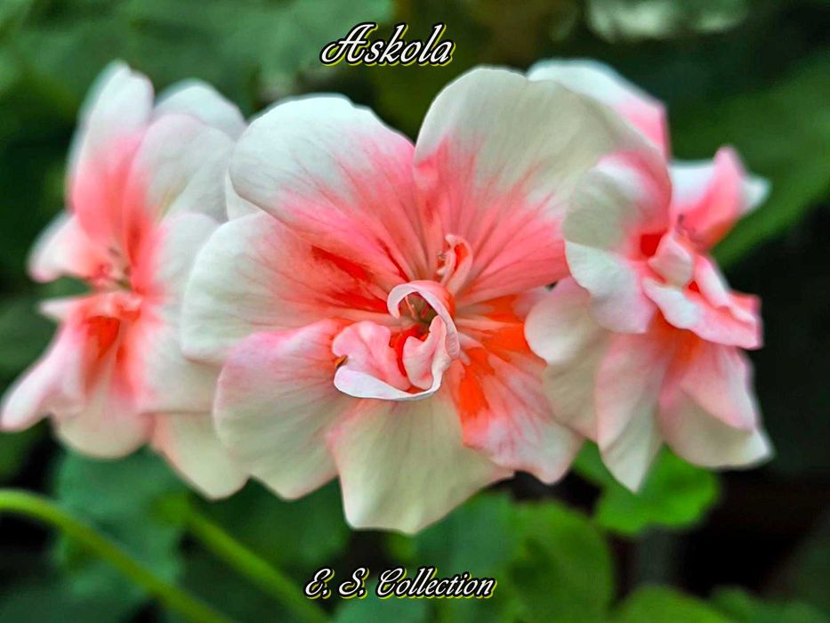 Различни цветя: сортови мушката, каланхоета и др.