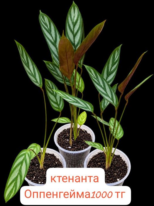 Домашние Цветы продам