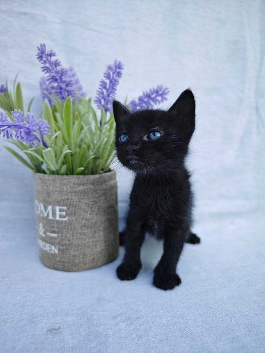 Подаряваме 4 котенца!