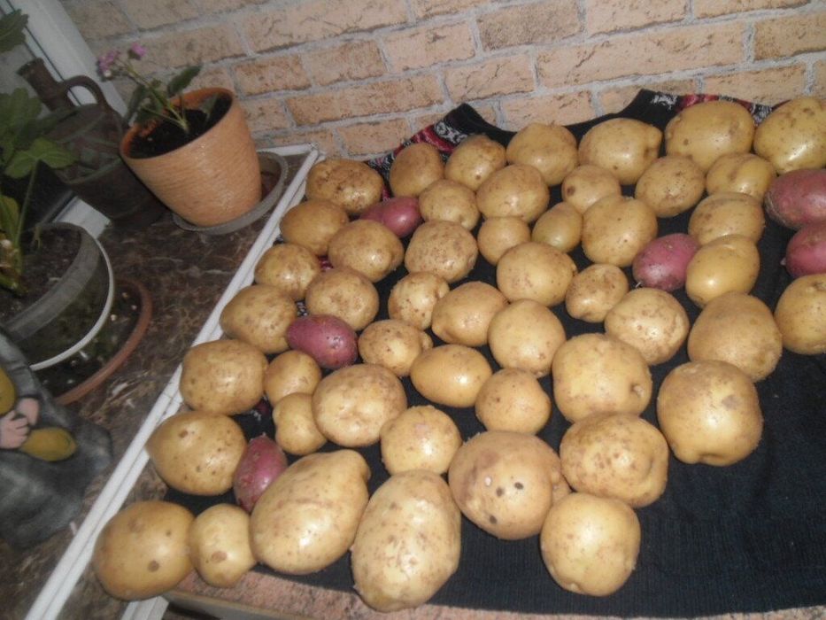 Продам дачу в СО ,, Горизонт,,