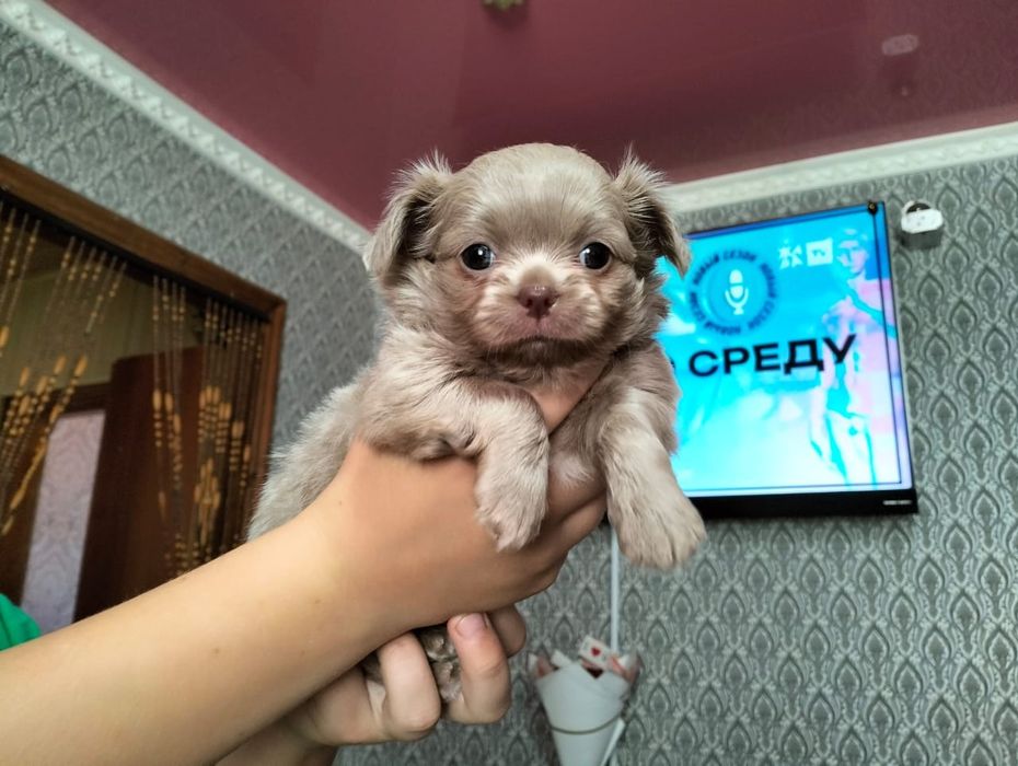 Очаровательные щенки чихуахуа.