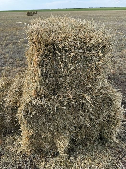 Жонышқа.  Люцерна