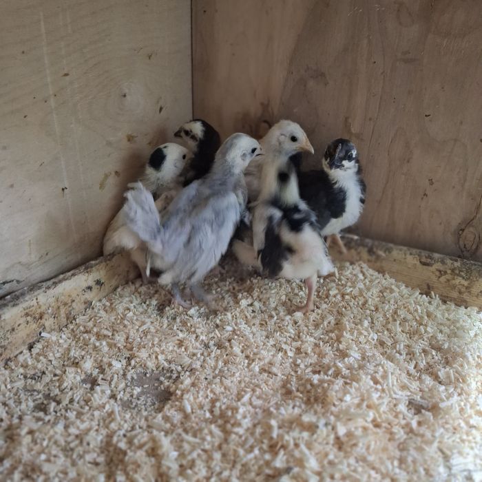 Цыплята породы ШАБО