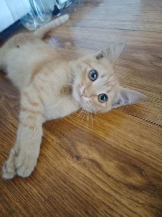 Отдам в хорошие руки