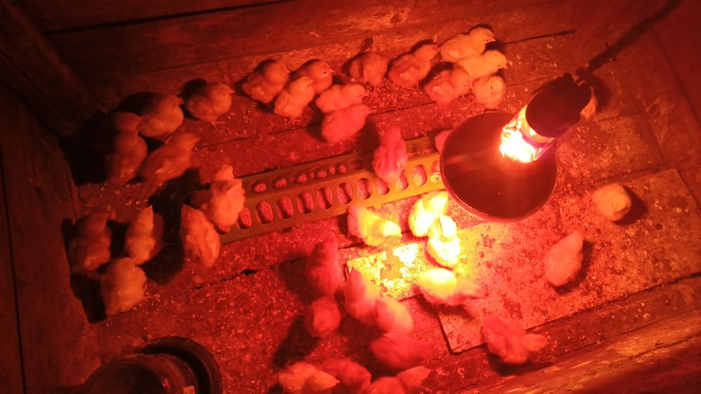 Цыплята ломан броун