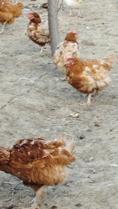 Продам куры Ломан Браун