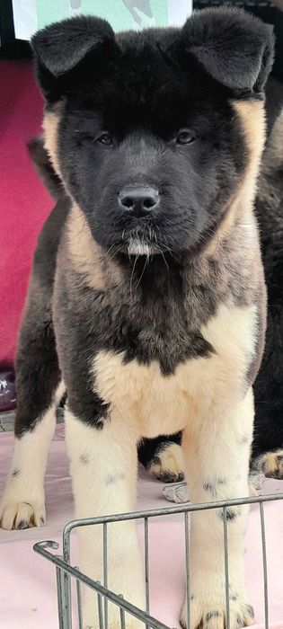 Щенк акиты, Каспий рассрочка