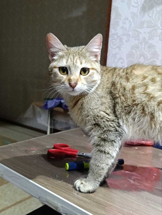 отдам кошечку в хорошие, добрые  руки