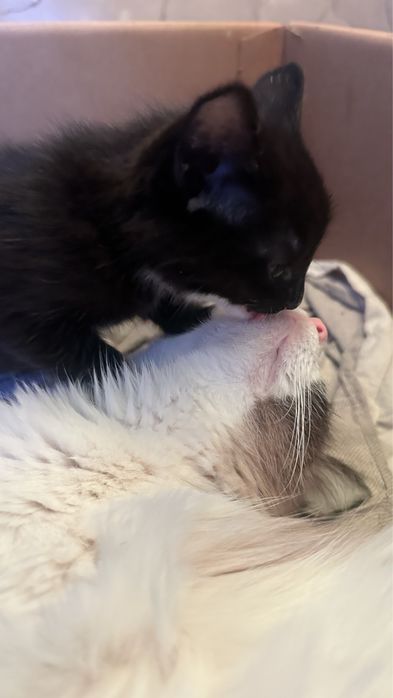 Котята продаются