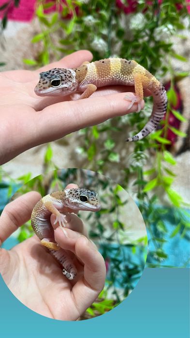 Малыши эублефаров (эублефар,геккон,ящерица)