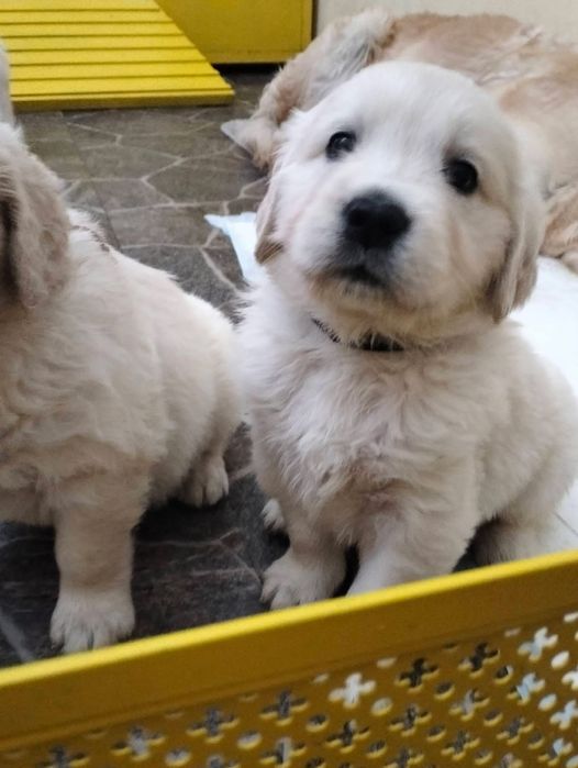 Голдън ретривър момче  и момиче родословен баща