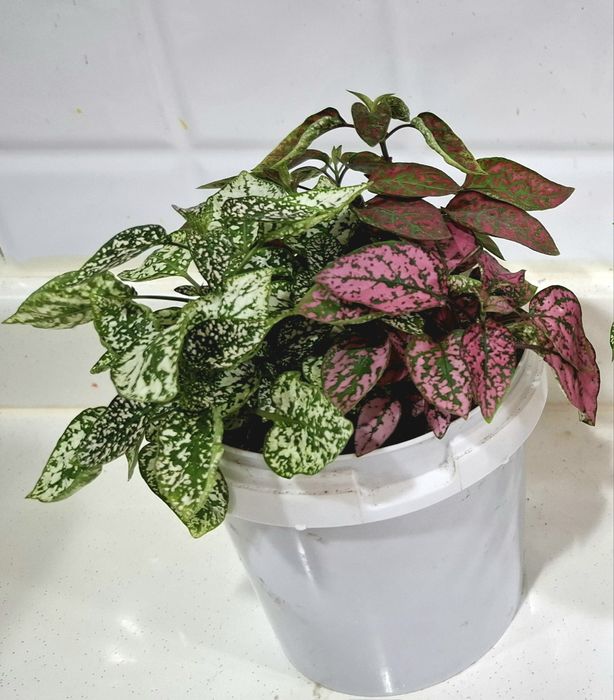 Продаётся хойя карноза,гипоэстэс(3расцветки)денежное дерево.