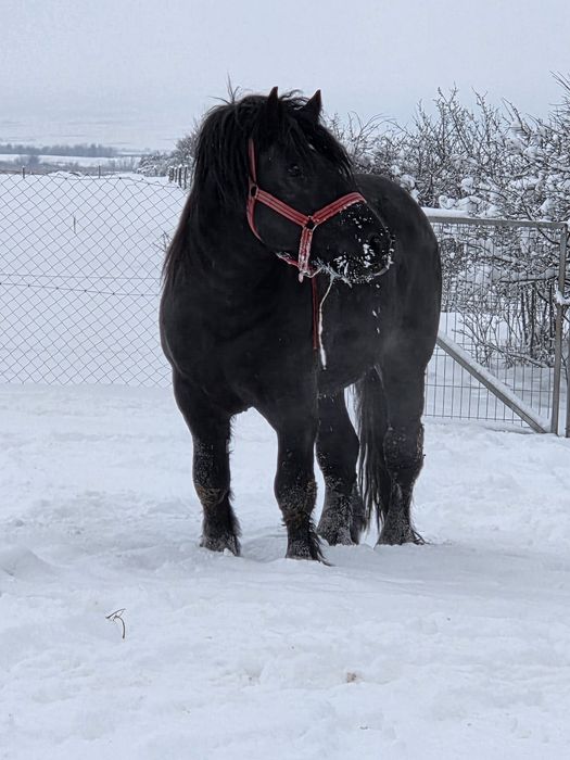 vand harmasar de 3 ani