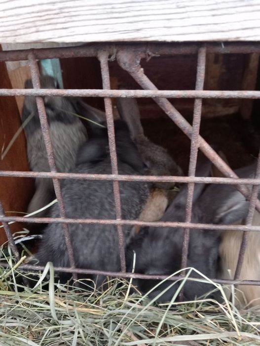 Iepuri uriaș german