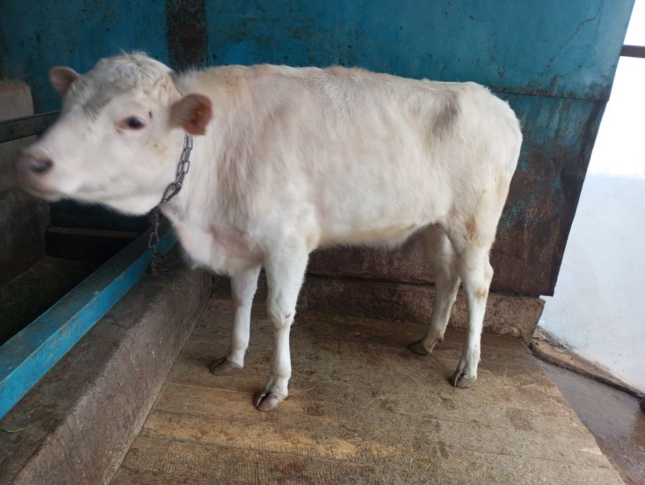 Продам жирную телку