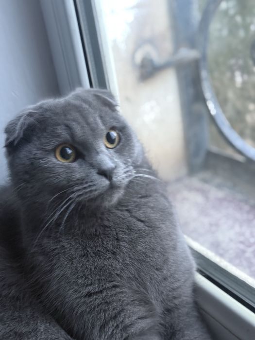 Scottish Fold vyazkaga sotilmaydi!!!