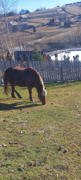 Vând iapa gestată. Sau fac schimb