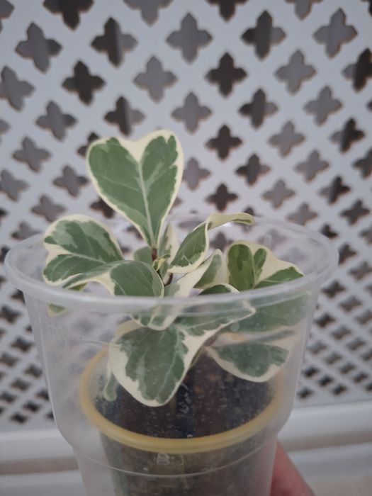 Фикус Триангулярис