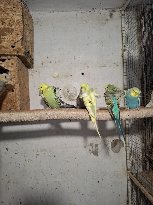 Papagali perusi,nimfe,agapornis,micul alexandru, marele alexandru