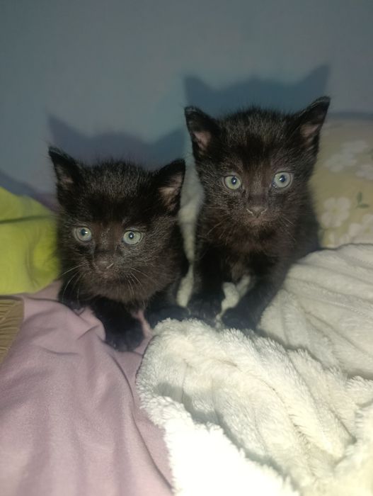 Отдам котят в добрые руки .