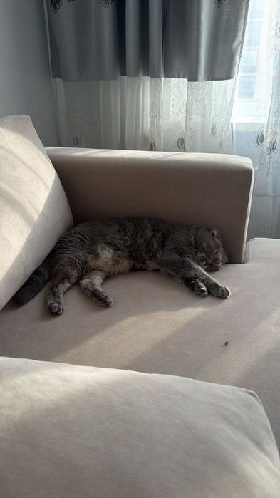 Шотландский кот - отдам.