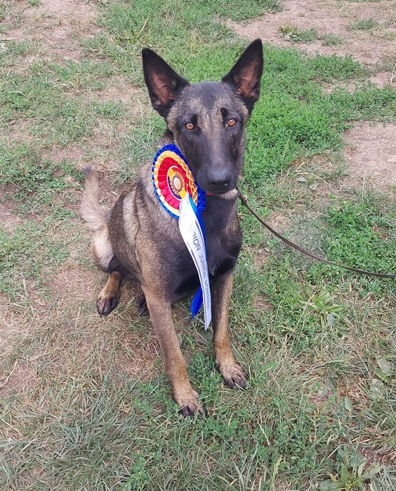 Ciobănesc Belgian Malinois cu pedigree FCI tip A