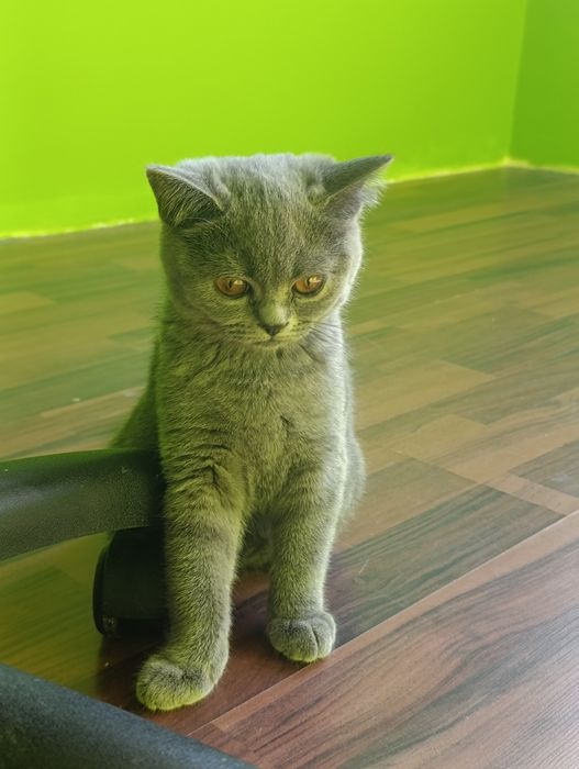 Британски котета