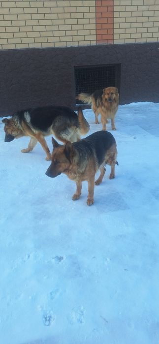 Отдам в хорошие руки овчарку