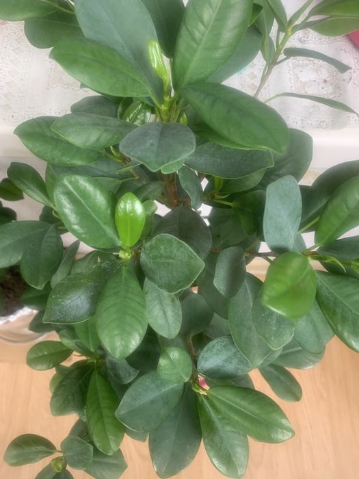 Фикус мокламе вечнозеленый