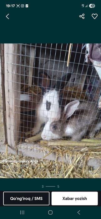 Sog'lam Veliqon quyonlar