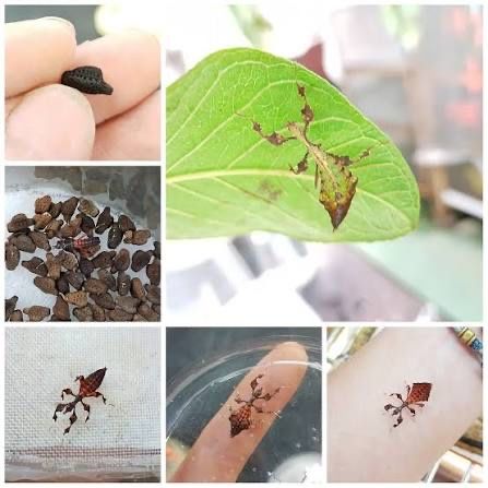 Insecta frunză gigant (oua)