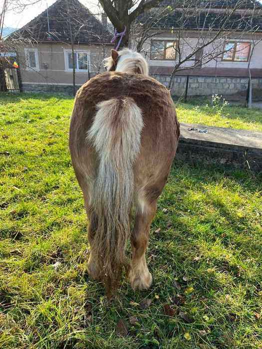 Vând poneiță      .