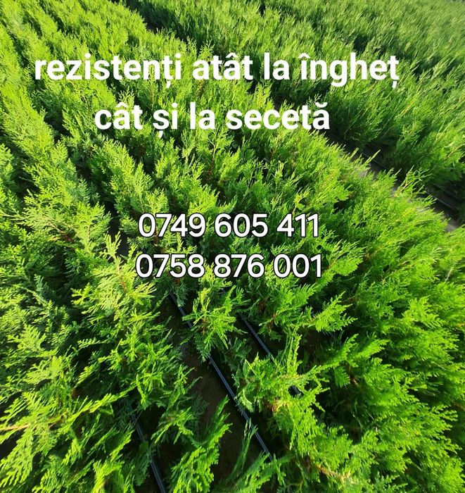 Tuia pentru gard viu