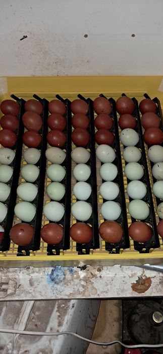 Oua Marans araucana appenzeller sebringht