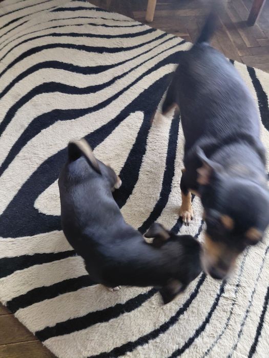 Чихопинчерчета търсят своя дом