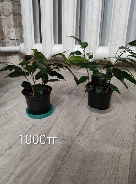 Продам фикус Бенджамина