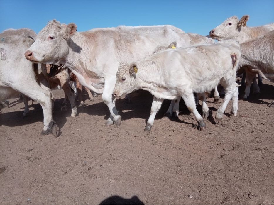 Аулиеколь буаз сиыр сатылады еки туган