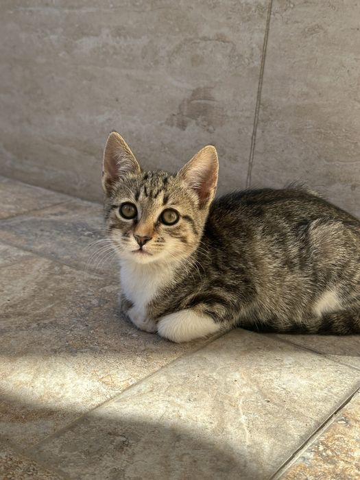 Pisicuta pentru adoptie