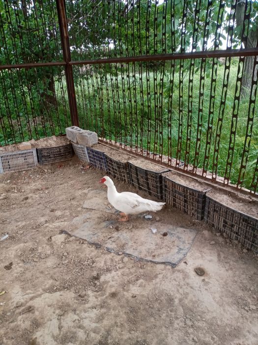 Xoʻroz~tovuq, oʻrdak, kurkalar sotiladi