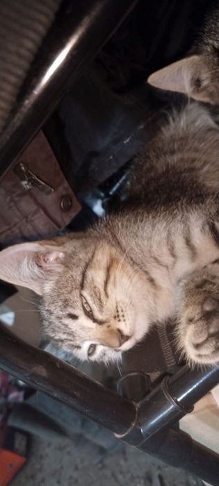 Отдам котят в хорошие руки.