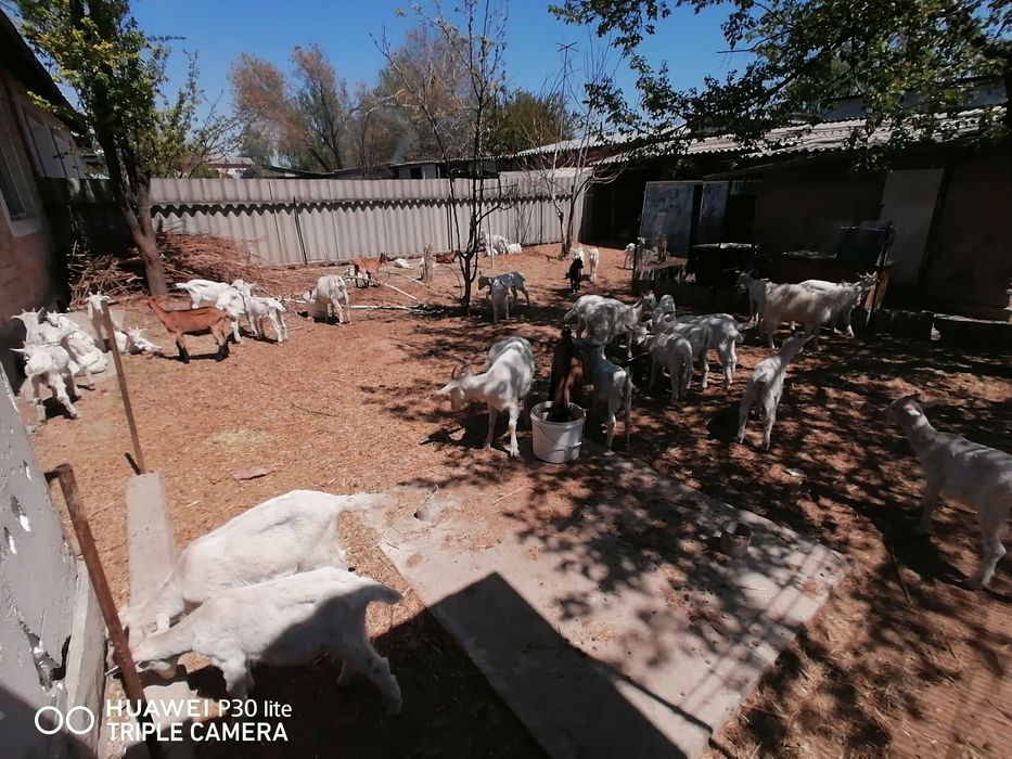 Ешкілер сатылады