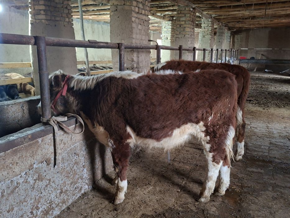 Гренфорд бузола сотилади