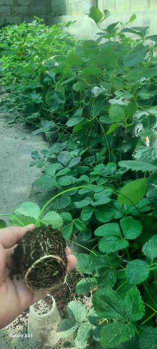 Solhyang  kochatlari sotiladi stakanda