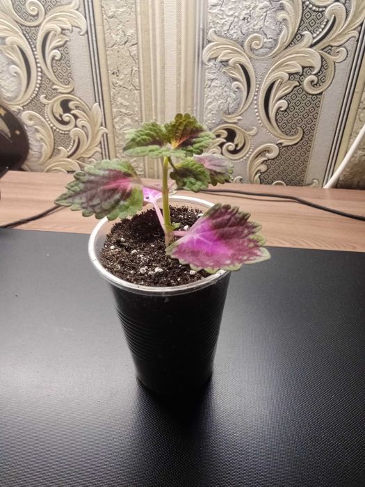 Укоренившийся черенок Колеуса Блюме.