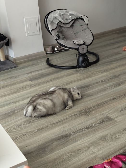 Подарявам котка Сребърна чинчила