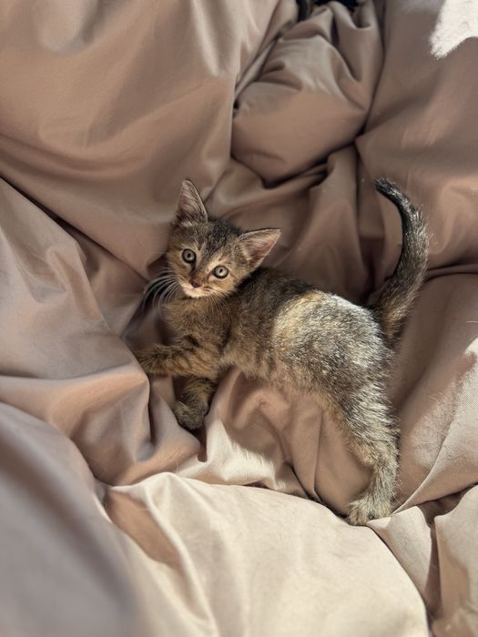 Котенок ищет дом