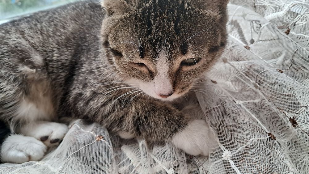 Пропала Кошка ищю срочнооо