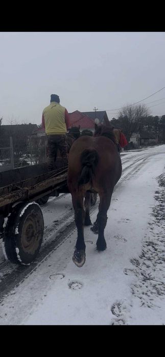 Vând mânz in varstă de 1 an